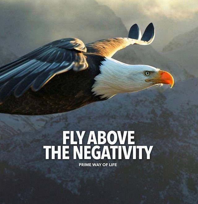 Positive Quotes : Fly above the negativity - Hall Of 
